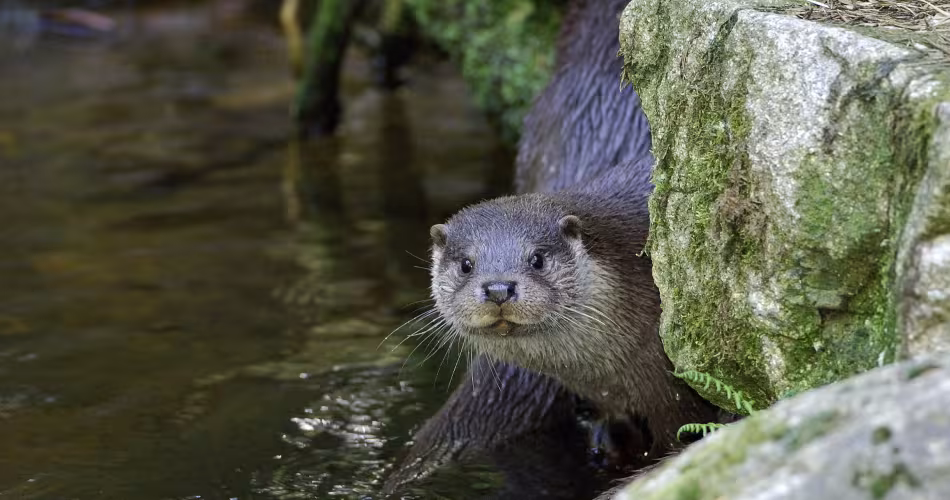 Une loutre dans la réserve de biosphère Mur-Drave-Danube, premier site européen de l’UNESCO