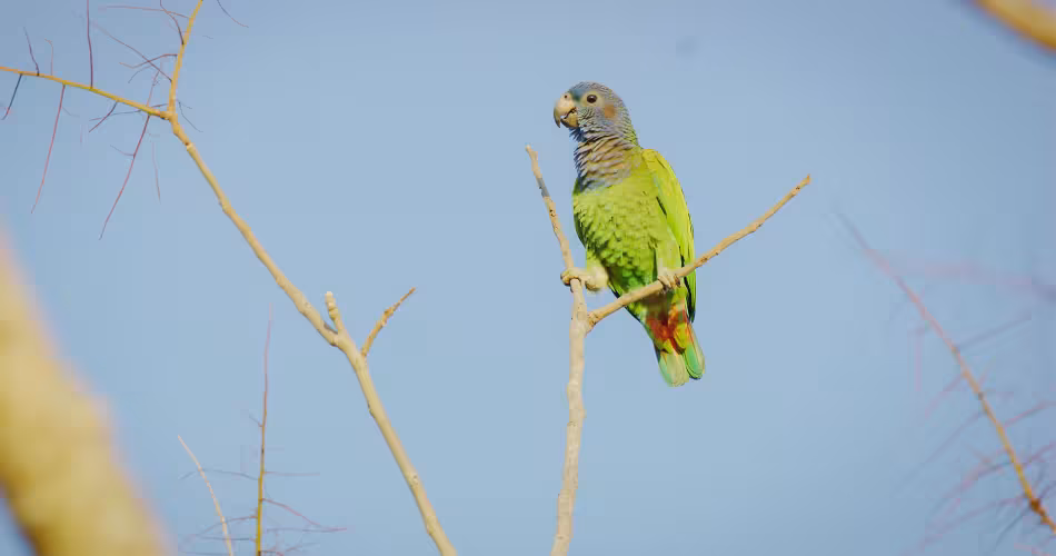 Un perroquet vert est perché sur une branche.