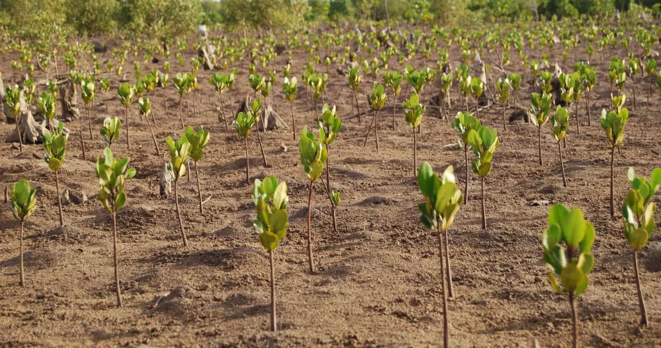 Plantations-de-mangroves