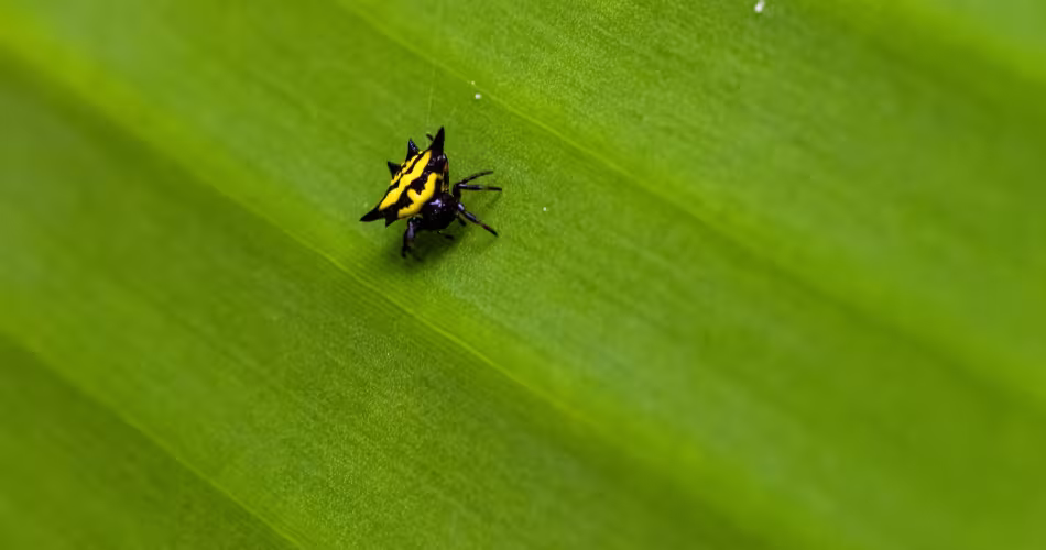 Portrait d'une araignée-crabe du genre Gasteracantha sp., observée sur des bananiers au milieu d'une culture de vanille.