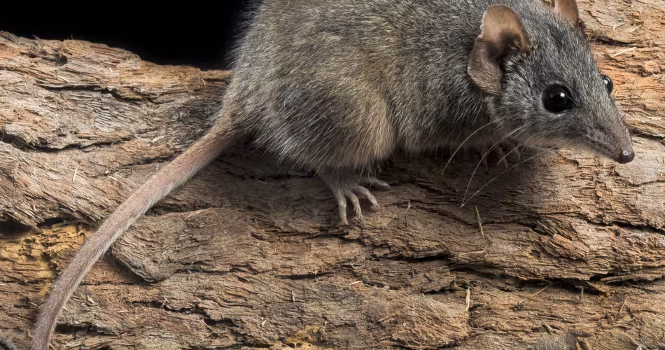 Un marsupial à tête argentée sur un tronc d'arbre