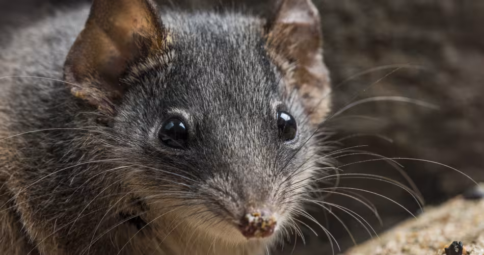 Un marsupial à tête argentée (siver haed antechinus) 
