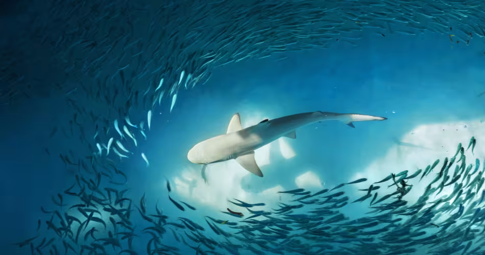 Requin à pointes noires (Carcharhinus melanopterus) et petits poissons (probablement des fusiliers) dans l'océan.