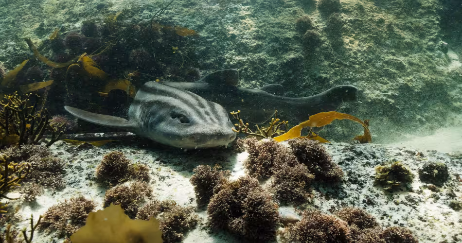 Requin-chat rayé ou requin-pyjama (Poroderma africanum) se reposant sur le fond marin dans la forêt de varech en Afrique du Sud.