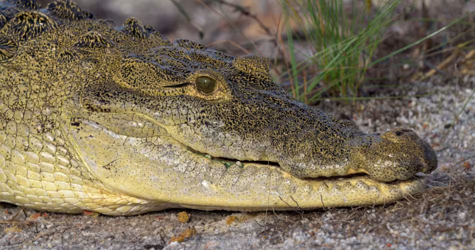 Savannah, une femelle crocodile de Morelet sauvé par l'association Crocodile Research Coalition