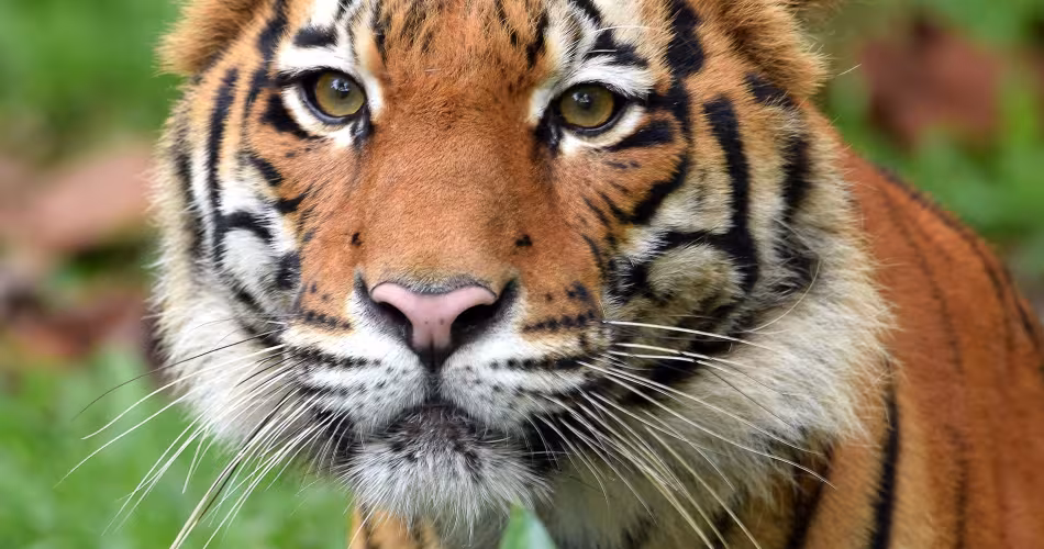 Tigre allongé dans l'herbe verte