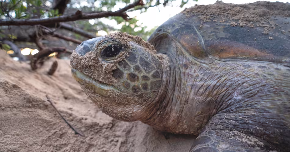 Tortue verte Nouvelle-Calédonie