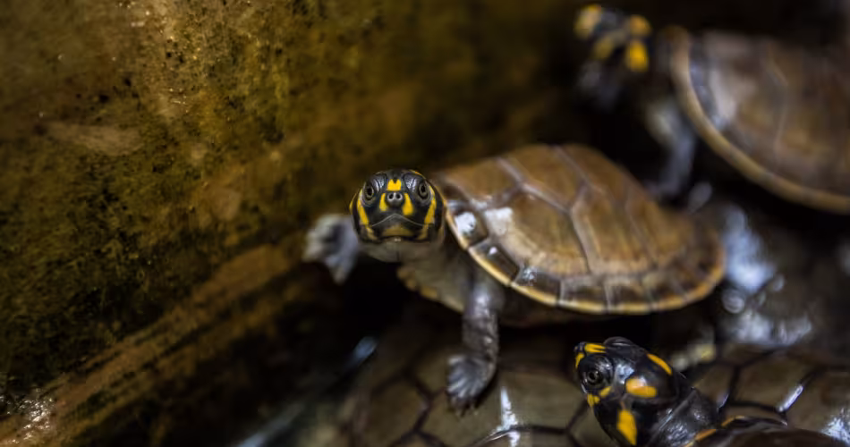 Tortues de l'Amazone à Tâches Jaune. Dans la réserve naturelle de La Pedregoza, bébés tortues sauvés des chasseurs.