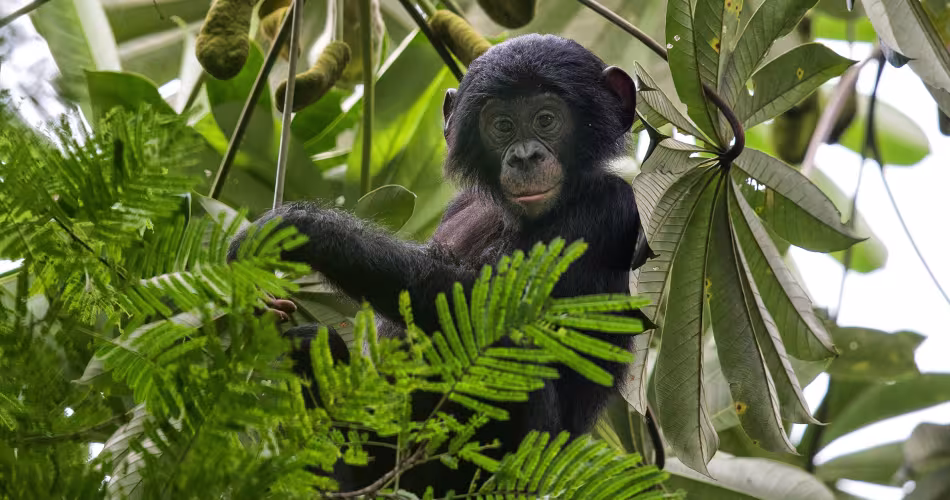 Un chimpanzé (Pan troglodytes) est au milieu de feuilles dans un arbre.