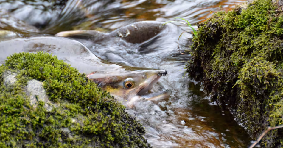 Un saumon (Oncorhynchus) sort sa tête de la rivière au Canada.