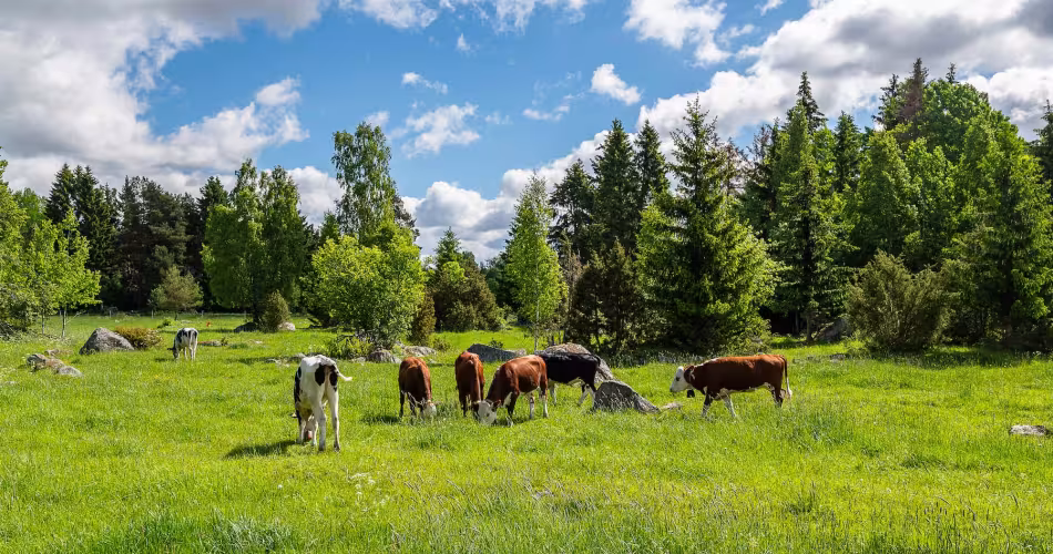 Vaches dans un pâturage naturel