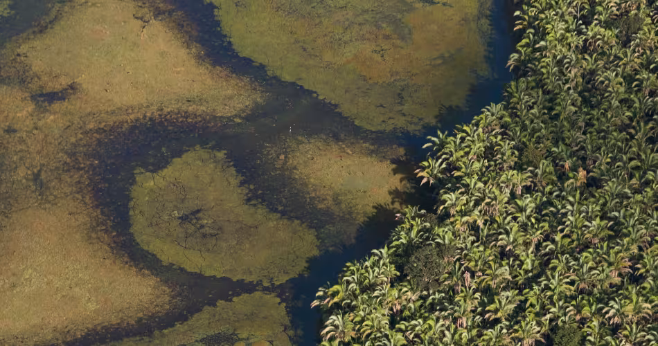 Vue aérienne de palmiers de Babassus au Brésil