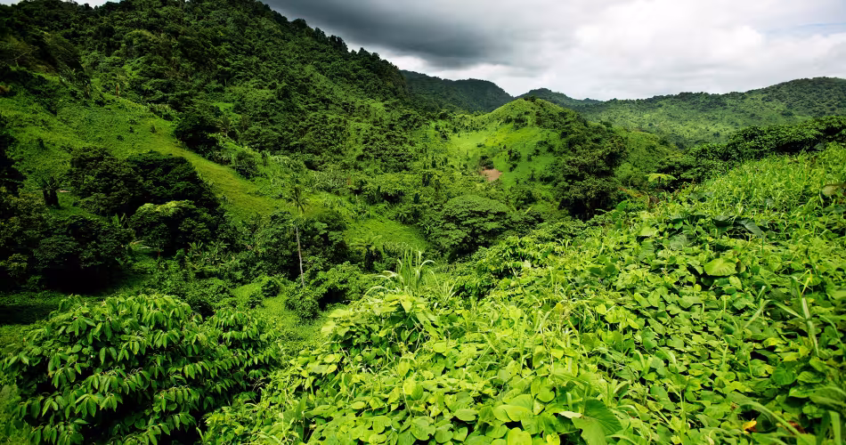 Forêt fidjienne