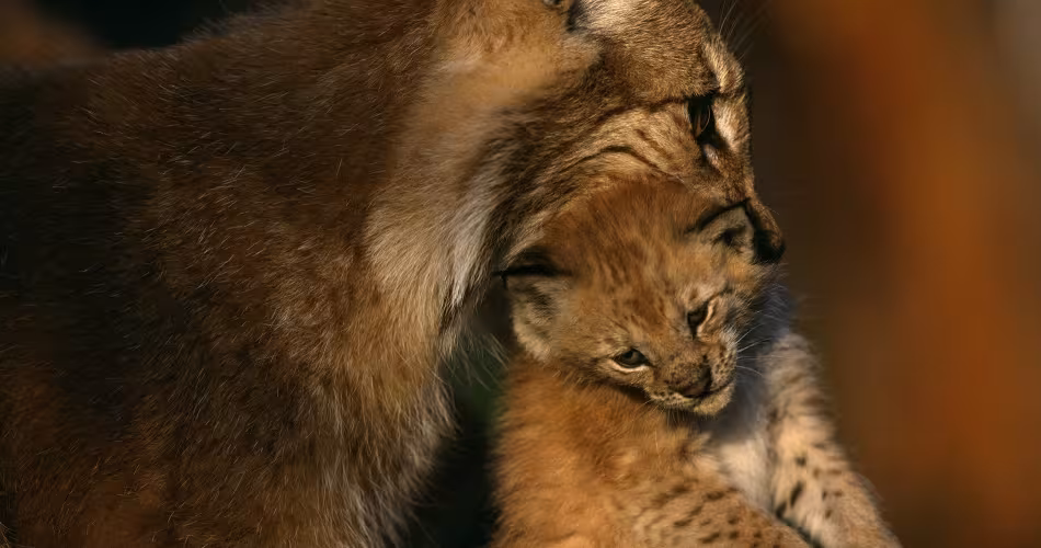 Lynx en captivité,Langedrag, Norvège