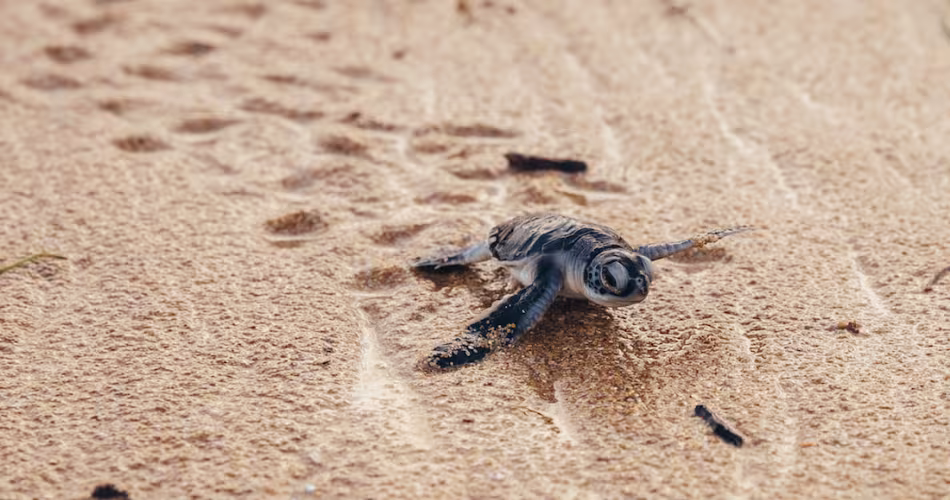 Une toute jeune tortue verte se rue vers la mer, Lamu, au Kenya