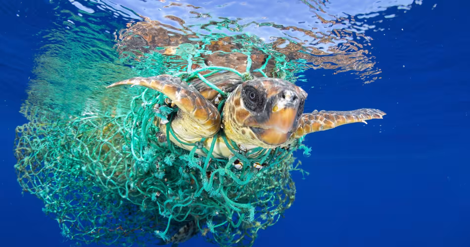 Une tortue caouanne (Caretta caretta) empêtrée dans un fil de pêche abandonné, nage au large des côtes  de Tenerife, (Iles des Canaries)  