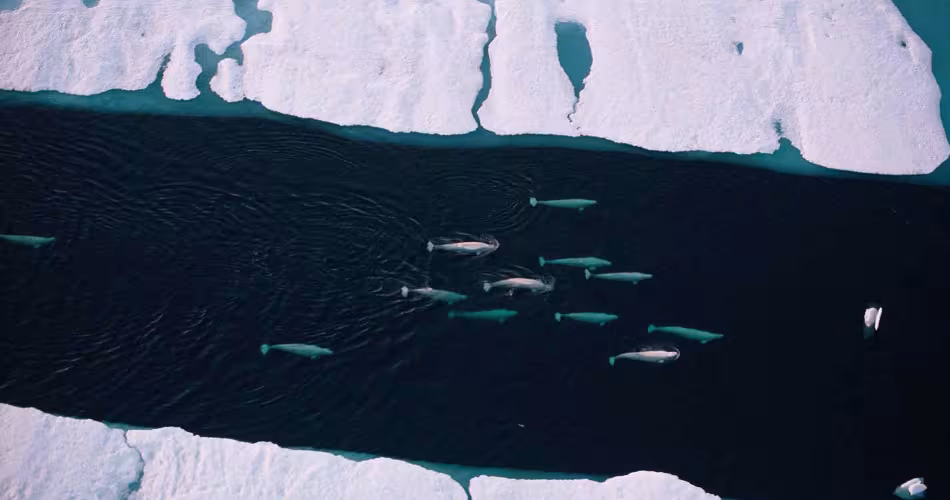 Comprendre les causes et conséquences de la fonte des glaces