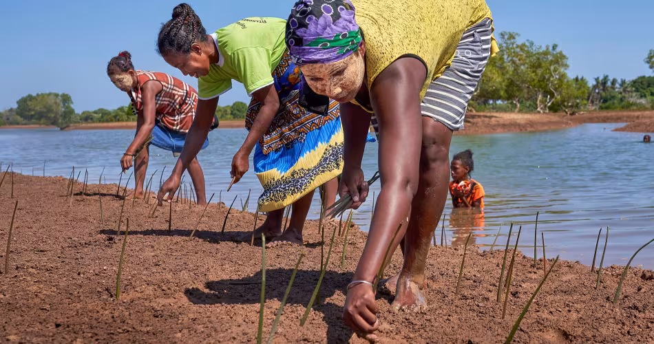 Plantation de mangrove à Madagascar