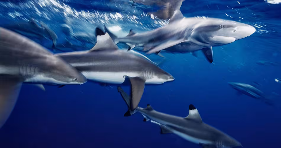 L’horizon s’éclaircit pour pour les requins et les raies