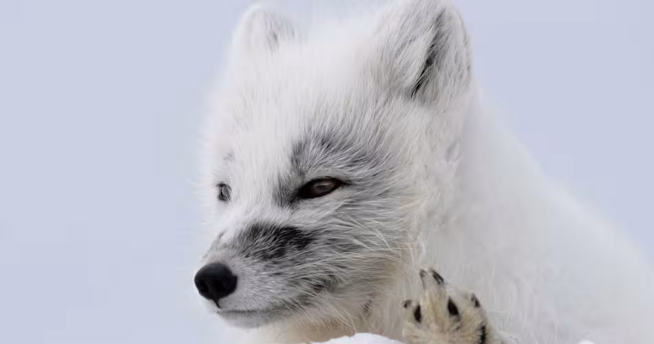 Heureux événement chez le renard d’Arctique