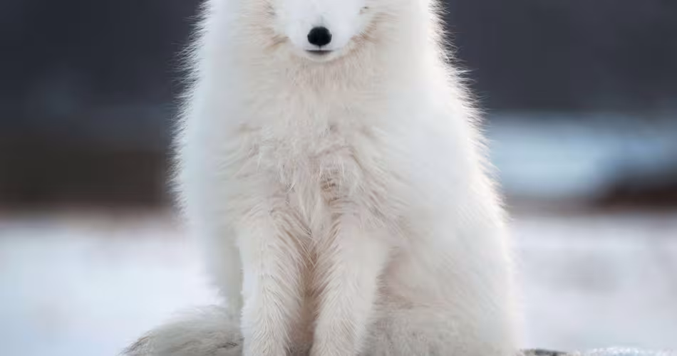 Heureux événement chez le renard d’Arctique