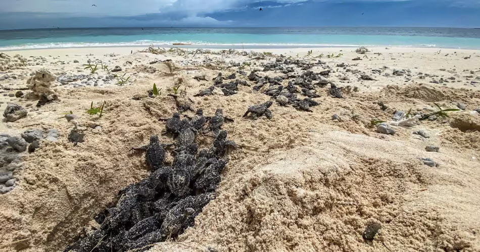 bébés tortues