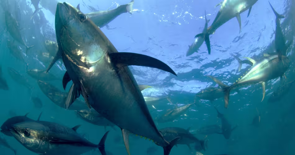Banc de thons albacores dans l'océan Indien 