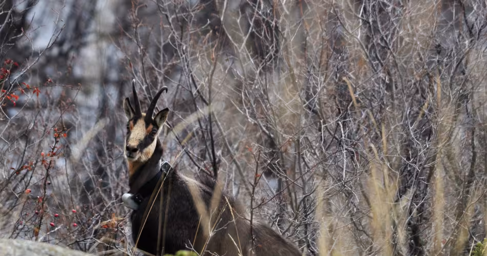 Chamois caché entre les branches d'arbres dans le Parc national de Pirin