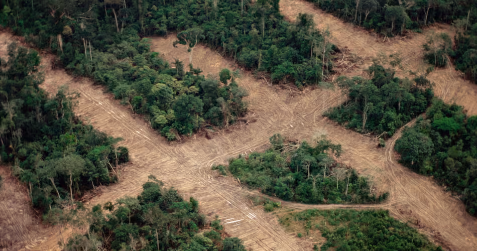 Déforestation Amazonie