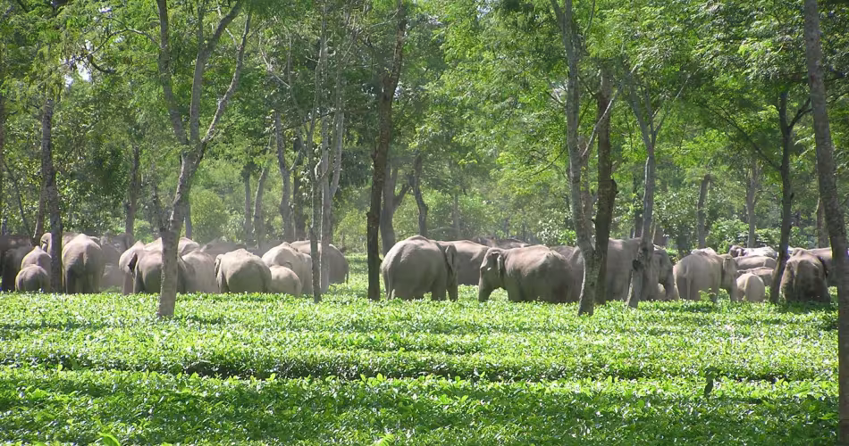 De la confrontation à la cohabitation - elephants d'asie dans un champs de thé