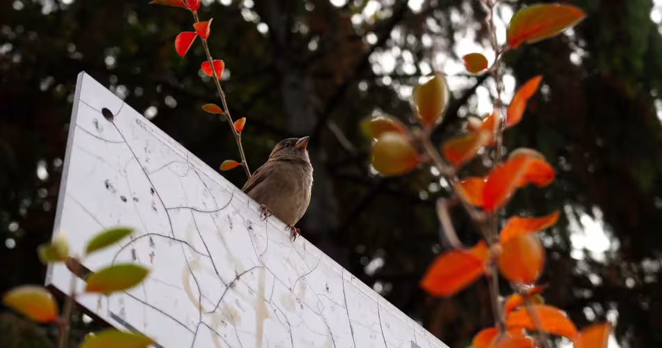 Oiseau perché sur une pancarte dans un zone humide à Montréal.