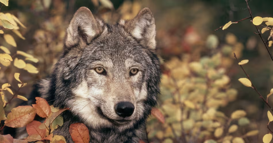 Loup dans la forêt