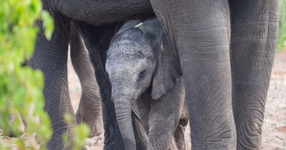 Jeune éléphant dans le Parc national de Chobe, Botswana