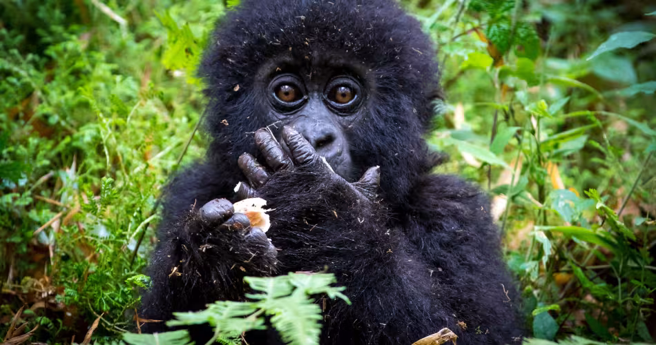 Bébé gorille des montagnes (Gorilla beringei beringei) se nourissant
