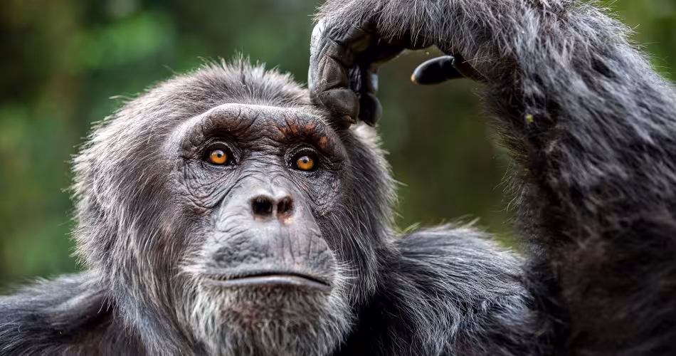 Portrait d'une chimpanzé dans la réserve de chimpanzés de l'île de Ngamba (Ouganda)