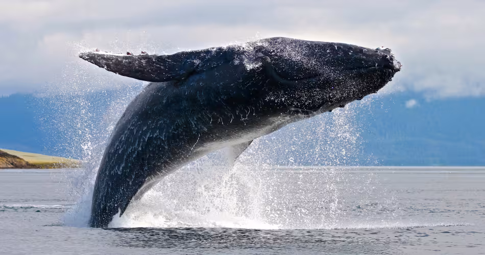 Baleine à bosse (Megaptera novaeangliae)