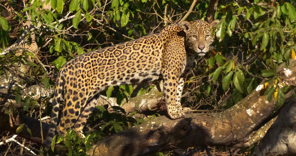 Jaguar perché dans un arbre au Brésil