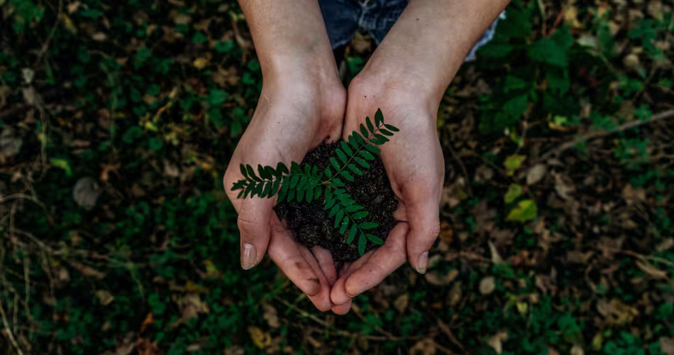 Une personne tient une motte de terre dans laquelle se trouve une jeune plante.