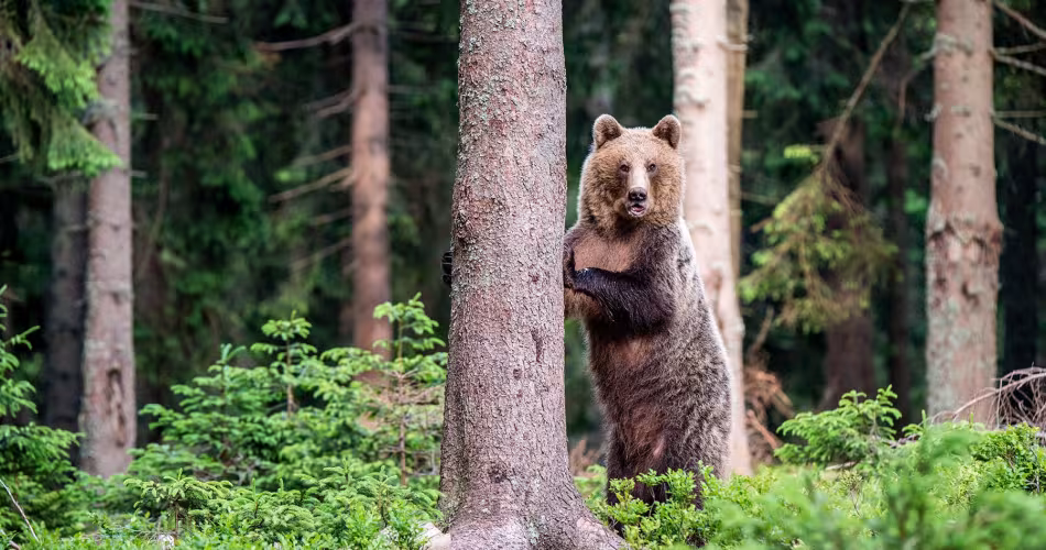 Ours brun (ursus arctos) dressé et accroché à un tronc d'arbre dans la forêt