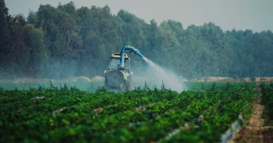 Pesticide arrosés sur des fraises-Espagne