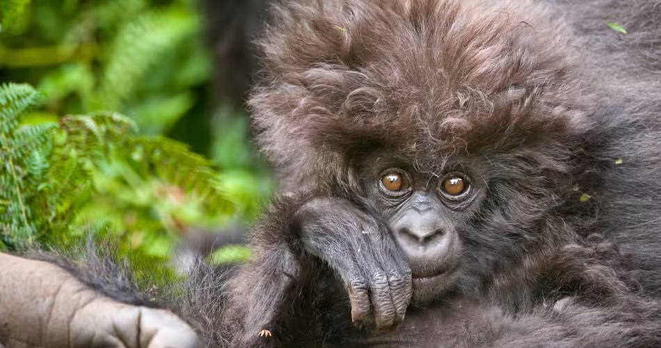 Portrait d'un petit gorille de montagne (Rwanda)