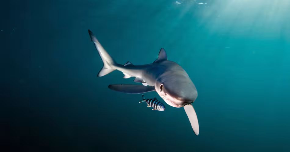 Requin bleu (Prionace glauca), Gansbaïa dans les eaux d'Afrique du Sud