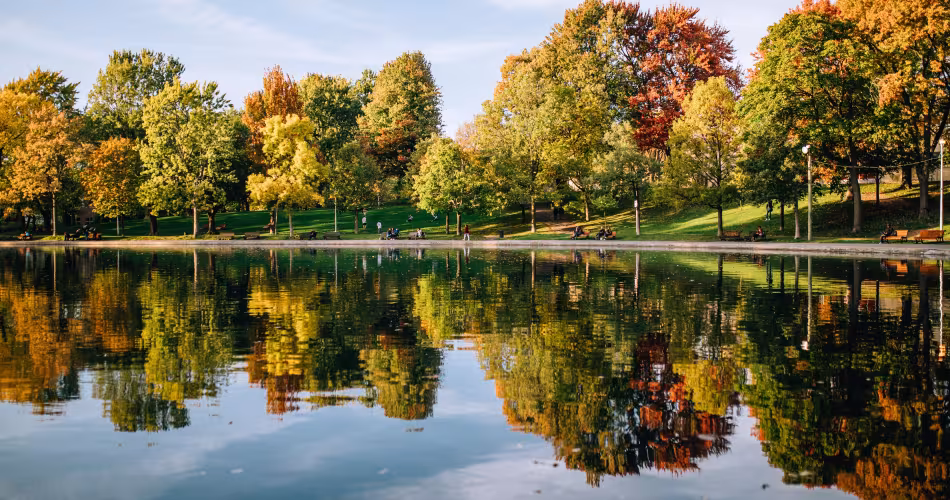 Vue générale d'une zone humide à Montréal avec de la végétation aux couleurs de l'automne.