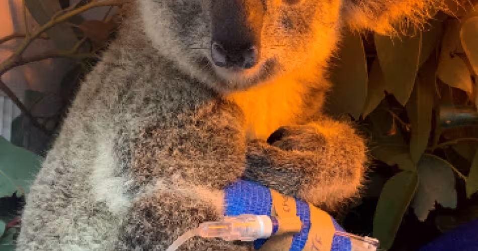 Koala rescapé, pris en soin. 