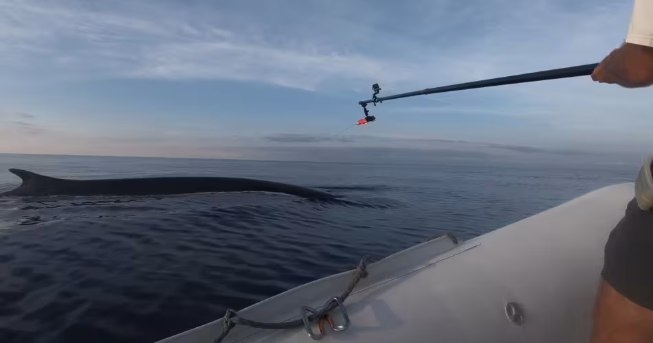 Un expert marin du WWF France pose une balise sur le dos d'un rorqual commun (Balaenoptera physalus)
