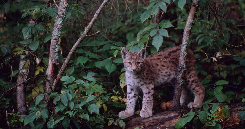 Jeune Lynx