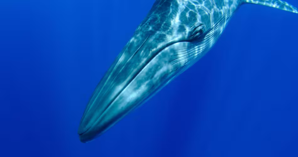 Rorqual commun (Balaenoptera physalus) 