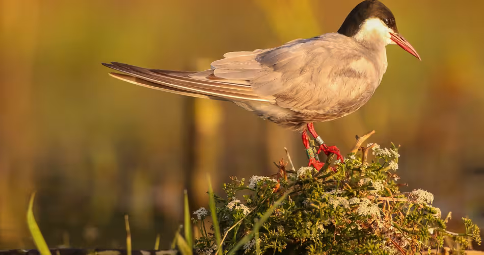 Une guifette moustac (Chlidonias hybrida) dans la Réserve nationale naturelle de Chérine, France