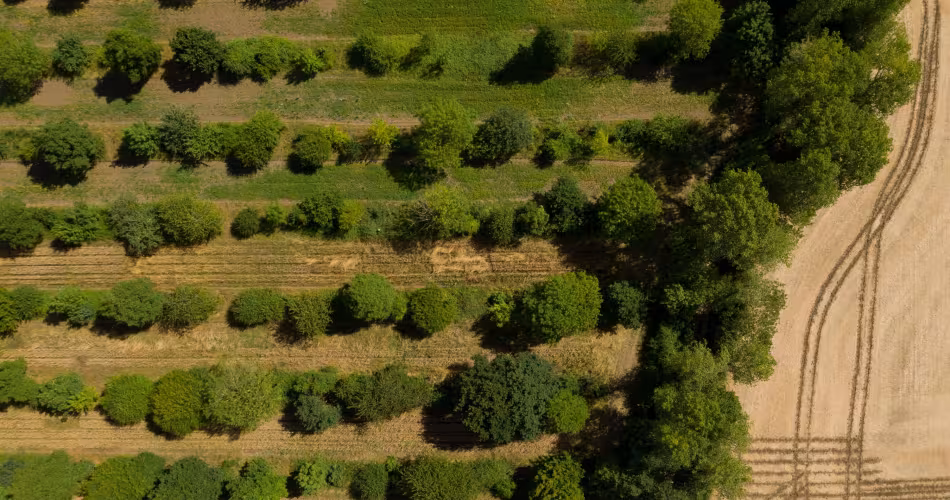 Agroforesterie agriculture arbre champs