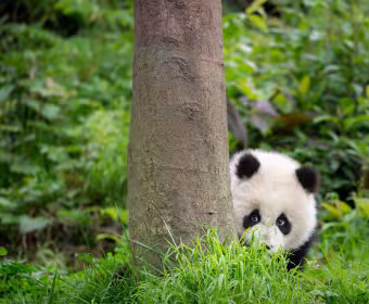 Jeune bébé panda qui se cache derrière un arbre, Bifengxia Panda Base, Sichuan. China